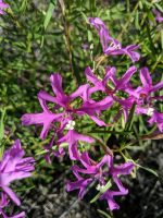 Clarkia pulchella