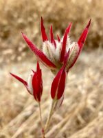 Clarkia purpurea