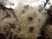 Clematis vitalba