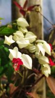 Clerodendrum thomsoniae