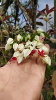 Clerodendrum thomsoniae