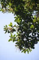 Clethra scabra