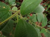 Clidemia capitellata