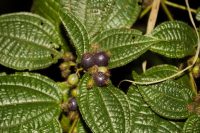 Clidemia hirta