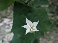Coccinia grandis