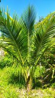 Cocos nucifera