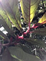 Columnea inaequilatera
