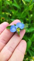 Commelina benghalensis