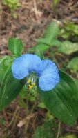 Commelina erecta