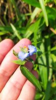 Commelina erecta