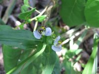 Commelina villosa