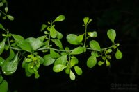 Condalia hookeri