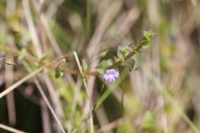Conobea aquatica