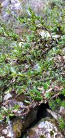 Coprosma nitida