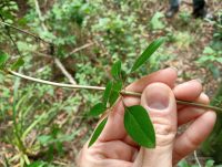 Coprosma propinqua