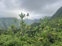 Cordyline terminalis