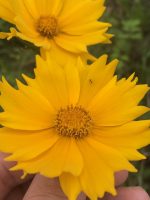 Coreopsis lanceolata