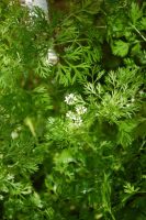 Coriandrum sativum