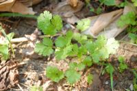 Coriandrum sativum