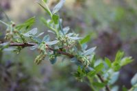 Coriaria myrtifolia
