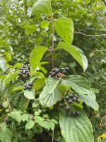Cornus sanguinea