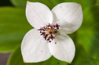 Cornus x unalaschkensis