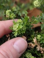 Coronopus didymus