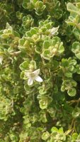 Correa alba