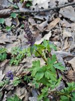 Corydalis cava
