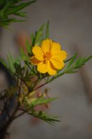 Cosmos sulphureus