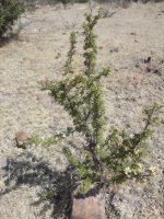 Cowania mexicana