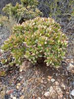 Crassula ovata