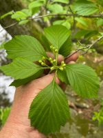 Crataegus calpodendron