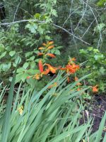 Crocosmia × crocosmiiflora