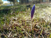 Crocus serotinus