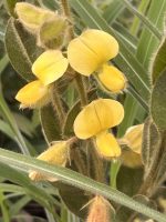 Crotalaria flavicoma