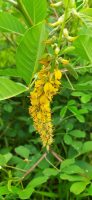 Crotalaria pallida