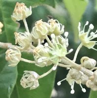 Croton argyrophylloides