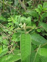 Croton compressus