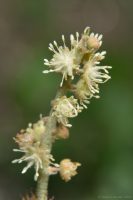 Croton lanatus