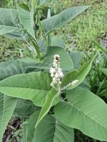 Croton sonderianus