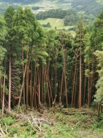 Cryptomeria japonica