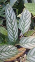 Ctenanthe oppenheimiana