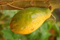 Cucumis sativus