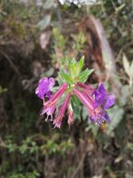 Cuphea dipetala