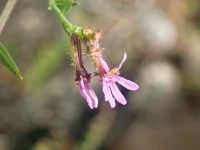 Cuphea odonellii