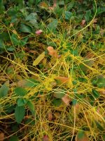 Cuscuta obtusiflora