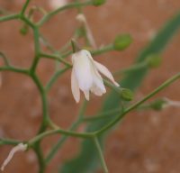Cyanella amboensis
