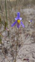 Cyanella capensis