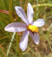 Cyanella hyacinthoides